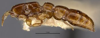 Media type: image;   Entomology 20335 Aspect: habitus lateral view